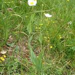 Ranunculus amplexicaulis عادت داشتن