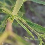 Silene muscipula Likasa