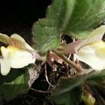 Asarina procumbens Flower