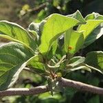 Terminalia prunioides Leaf