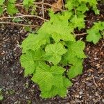 Rubus odoratus برگ