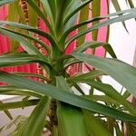 Yucca gigantea Blatt