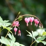 Lamprocapnos spectabilis Kwiat