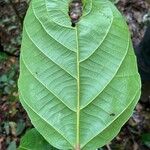 Conceveiba guianensis Leaf