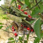 Abrus precatorius Fruit