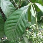 Psychotria carthagenensis Hoja
