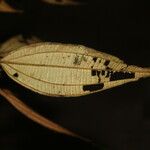 Miconia incurva 葉