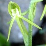 Habenaria tridactylites Квітка