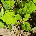 Tellima grandiflora पत्ता