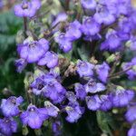 Petrocosmea