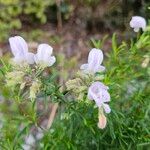 Conradina grandiflora Blomst