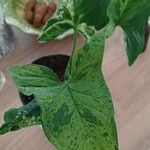 Syngonium angustatum Лист