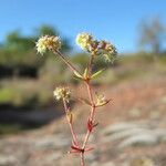 Chaetonychia cymosa Blüte