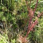 Seseli annuum Blatt