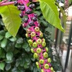 Phytolacca bogotensisBlomst