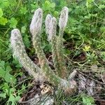 Austrocylindropuntia vestita Bark