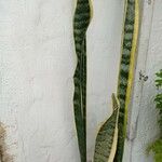 Sansevieria hyacinthoides Blad