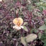 Impatiens edgeworthii Hook.f.Flower