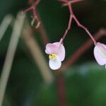 Begonia hydrocotylifolia Кветка