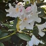 Rhododendron maximum ᱵᱟᱦᱟ