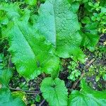 Arctium nemorosumLeaf