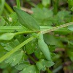 Stellaria alsine Blatt