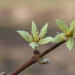 Cassipourea mollis Blüte