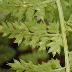 Asplenium fontanum Blatt