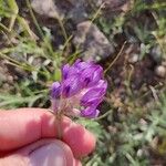 Oxytropis lambertii Flower