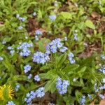 Myosotis sylvatica Blüte