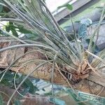 Tillandsia juncea 葉