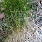 Festuca heterophylla Hoja