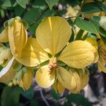 Senna macranthera Flor