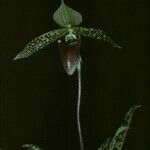 Paphiopedilum sukhakulii Flower