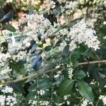 Ligustrum sinenseFlower