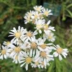 Doellingeria umbellata Fleur