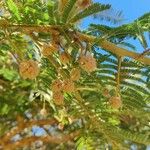 Senegalia rehmanniana ফুল