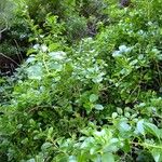 Rubia fruticosa Otro