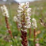 Bistorta vivipara Flower