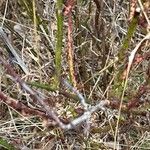 Rosa palustris Bark