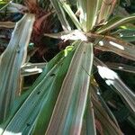 Dracaena fragrans Fulla