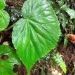 Begonia urophylla Levél