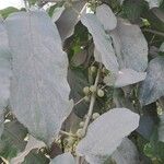 Ficus hispida ഇല