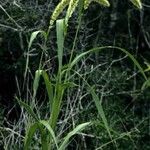 Setaria faberi Feuille