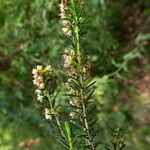 Erica scoparia Rhisgl