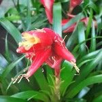 Lutheria splendens Flower