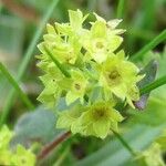 Alchemilla xanthochlora Кветка