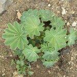 Alchemilla glaucescens Blad