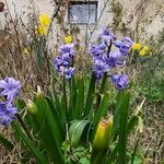 Hyacinthus spp. Blüte
