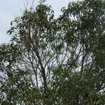 Handroanthus capitatus Habitus